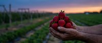 Fresh ripe strawberries cupped in farmer hands at sunset in agricultural field. Organic berry harvest concept for healthy eating and farm produce.