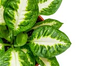 Fresh Dieffenbachia leaves with white and green variegated pattern on white background, tropical houseplant foliage isolated for botanical design projects.