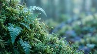 Lush green moss covered with fresh water droplets and dew, growing on forest floor with blurred woodland background, suitable for nature, environmental, and botanical projects.