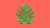 Tropical green monstera leaf with natural veins isolated on vibrant coral background, suitable for botanical design, web graphics, and creative projects.