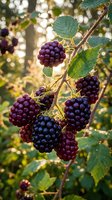 Fresh ripe blackberries growing on thorny bush branch with green leaves in natural sunlight. Organic wild berry harvest season in summer garden.