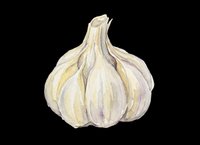 Garlic bulb with cloves isolated on transparent background, ready for culinary design, recipe graphics, food packaging, t-shirt designs, stickers, and print-on-demand products.