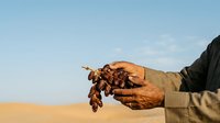 Farmer holding dried crop harvest in desert landscape with clear sky, agricultural work and food production concept.