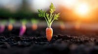 Fresh carrot growing in rich dark soil during sunset, with green leaves sprouting from orange root vegetable, natural organic farming concept for healthy food production.