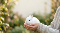 White fluffy rabbit held in hands outdoors with blurred garden background, suitable for pet care, Easter, and springtime marketing materials.
