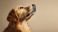 Golden retriever dog with shiny coat looking up attentively against neutral beige background, perfect for pet care advertising or animal companionship themes.