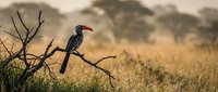 Red-billed hornbill perched on thorny branch in golden savanna grassland with acacia trees during warm sunset light creating wildlife photography moment.