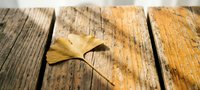Single golden ginkgo leaf resting on weathered wooden planks with natural grain texture and rustic charm for autumn seasonal designs.