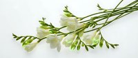 Delicate white freesia flowers with green stems and buds isolated on white background, ready for floral design, wedding invitations, and botanical illustrations.