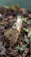 Decomposing autumn leaf on forest floor with moss and organic matter creating natural compost cycle in woodland environment.