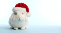 White fluffy rabbit wearing red Santa hat sitting on snowy surface for Christmas holiday greeting cards and seasonal decorations.
