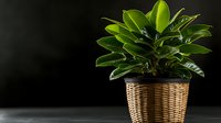 Lush green ficus elastica rubber plant in woven wicker basket planter against dark background for modern home decor and indoor gardening projects.