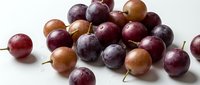 Fresh ripe plums in various colors from deep purple to golden yellow scattered on white background, perfect for healthy eating and organic food concepts.