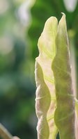 Young green leaf with visible veins backlit by sunlight against blurred natural background for organic gardening and botanical concepts.