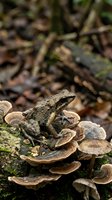 Small brown toad sitting on bracket fungi mushrooms growing on fallen log in forest floor with natural woodland background.