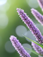 Purple liatris spikes bloom against soft bokeh background, macro photography captures delicate flower details in lavender hues with green stems and leaves.