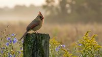 Female northern cardinal perched on weathered fence post surrounded by wildflowers during golden hour sunrise in natural habitat.