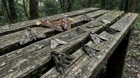 Weathered wooden planks covered in autumn leaves scattered across forest floor with moss growth showing natural decay and seasonal change.