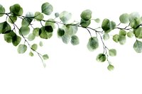 Watercolor eucalyptus branch with round green leaves on white background, botanical art element for wedding stationery and nature-inspired designs.
