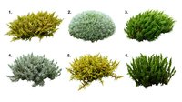Collection of six different moss varieties isolated on white background for landscaping and garden design projects.