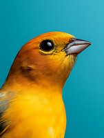 Close-up portrait of vibrant orange and yellow songbird with dark eye and beak against turquoise background for wildlife photography and nature designs.