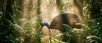 Cassowary bird walking through lush tropical rainforest with dramatic sunlight filtering through dense green foliage creating atmospheric jungle scene.