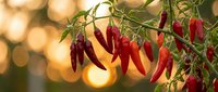 Red hot chili peppers hanging on plant branch with warm golden bokeh background. Fresh spicy vegetables growing in garden for cooking and seasoning.