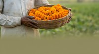 Farmer holding wicker basket filled with fresh orange marigold flowers in agricultural field, harvest season concept for farming and gardening projects.