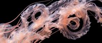 Flowing translucent ribbons with organic curves create dynamic motion against black background for modern abstract design and digital art projects.