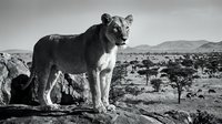 Majestic lioness standing on rocky outcrop in African savanna landscape with acacia trees and mountains in monochrome black and white photography.