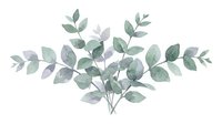 Watercolor eucalyptus branches with green and purple leaves isolated on white background, suitable for wedding invitations, greeting cards, and botanical design projects.