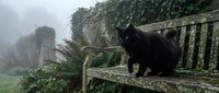 Black cat sitting on weathered wooden fence in misty countryside landscape with ivy-covered stone walls and atmospheric fog creating moody rural scene.