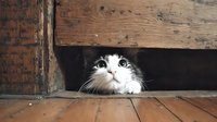 Curious black and white cat peeking from under wooden floorboards, looking up with wide eyes against dark space, showcasing natural feline behavior.