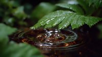 Fresh water drop ripples beneath green fern leaves in garden, morning dew creates concentric circles on dark reflective surface with natural bokeh.