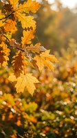 Golden autumn maple leaves hanging on tree branch with warm sunlight and blurred forest background creating seasonal atmosphere for fall decorations and nature themes.