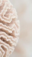 Soft beige fringe trim detail on neutral background creates elegant textile texture for fashion design and crafting projects with copy space.