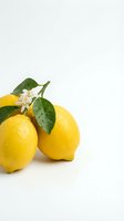 Fresh yellow lemons with green leaves and white blossoms on clean white background, organic citrus fruits with water drops for healthy cooking and recipes.