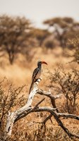Red-billed hornbill perched on dead tree branch in African savanna landscape with acacia trees and golden grassland during dry season wildlife photography.