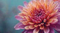 Vibrant chrysanthemum flower with gradient pink and orange petals against soft teal background, perfect for greeting cards and floral designs.