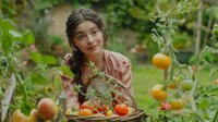Young Asian woman harvesting fresh tomatoes in organic garden, sustainable farming and healthy lifestyle concept for food and agriculture content.