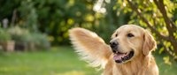 Golden retriever dog with wagging tail in motion outdoors in sunny garden setting with green grass and trees for pet care and animal lifestyle content.