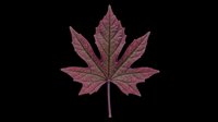 Burgundy maple leaf isolated on transparent background, ready for t-shirt design, clipart, stickers, sublimation and print-on-demand projects.