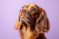 Adorable brown Cavalier King Charles Spaniel puppy with expressive eyes looking up against purple background, showcasing loyal and gentle personality.