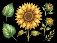 Sunflower clipart set with blooms, buds, and leaves isolated on transparent background. Great for t-shirt design, stickers, sublimation, and print on demand.