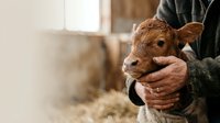 Farmer holding young brown calf in barn, agricultural livestock care and animal husbandry practice.