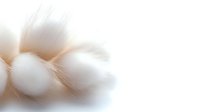 Soft white feathers with gentle brown tones creating dreamy abstract background texture. Extreme close-up macro photography with shallow depth of field for artistic design.