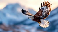 Majestic hawk with spread wings soaring against snowy mountain peaks at sunset, displaying detailed feather patterns and powerful flight posture in natural wilderness.