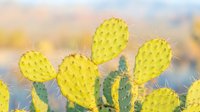 Vibrant yellow prickly pear cactus with green stems against soft blurred desert landscape background, ideal for botanical and nature designs.