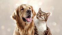 Happy Golden Retriever dog and tabby cat together looking up on blurred beige bokeh background, friendship between pets, domestic animals portrait.