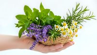 Fresh medicinal herbs in wicker basket held by hands including lavender, mint, rosemary and chamomile flowers for natural healing and aromatherapy.
